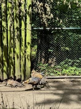 Tierpark Hexentanzplatz (Thale/Harz)