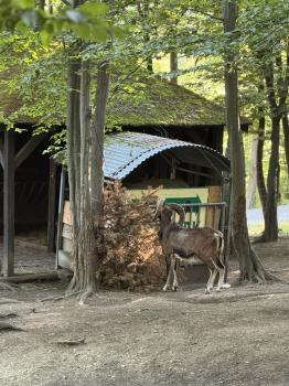 Wildpark (Wernigerode/Harz)
