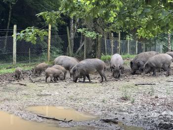 Wildpark Schwenningen (Villingen-Schwenningen)