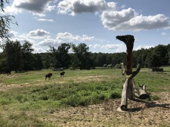 Wisentreservat (Damerower Werder) (Damerow/Rollwitz/Uecker-Randow-Tal (Amt))