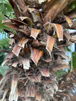 Chamaerops humilis