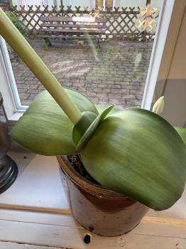 Haemanthus albiflos