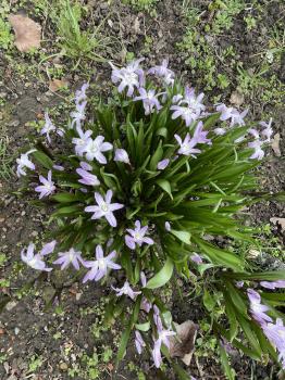 Scilla luciliae