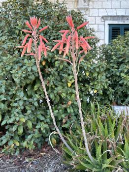 Aloe maculata, Syn. Aloe saponaria 