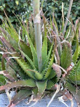 Aloe maculata, Syn. Aloe saponaria 