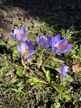 Crocus speciosus