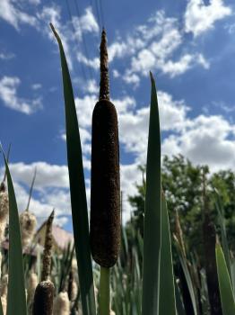 Typha latifolia