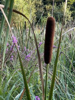Typha latifolia