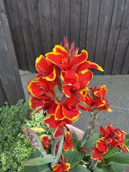 Canna indica