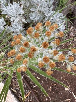 Jacobaea maritima