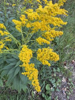 Solidago canadensis