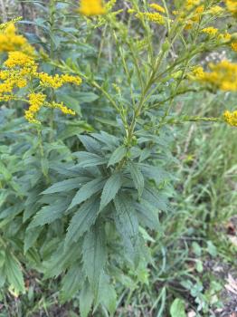 Solidago canadensis