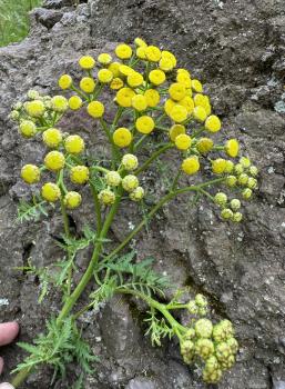 Tanacetum vulgare