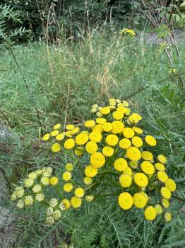 Tanacetum vulgare
