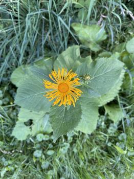 Telekia speciosa