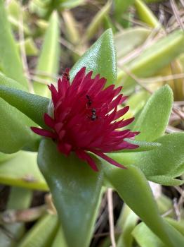 Mesembryanthemum cordifolium