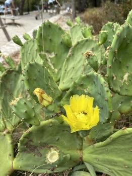 Opuntia robusta