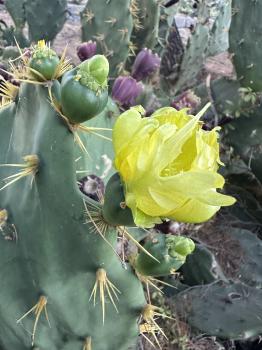 Opuntia robusta