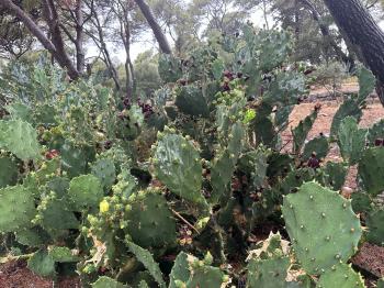 Opuntia stricta