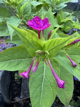 Mirabilis jalapa