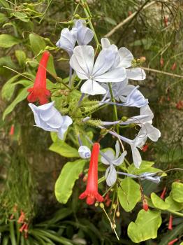 Plumbago auriculata