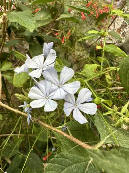 Plumbago auriculata