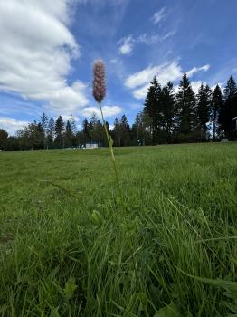 Bistorta officinalis