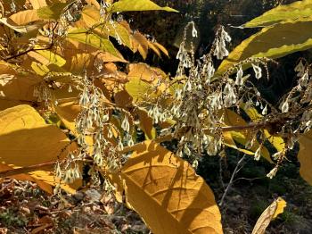 Reynoutria japonica