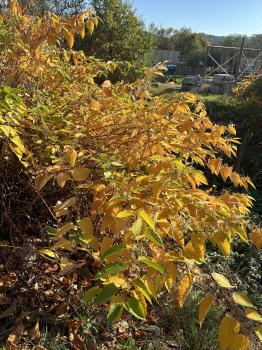 Reynoutria japonica