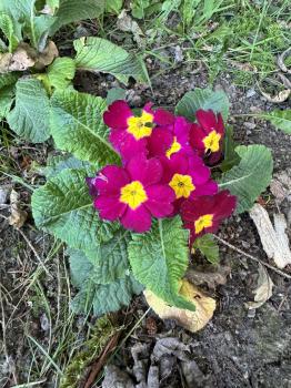 Primula acaulis syn. Primula vulgaris