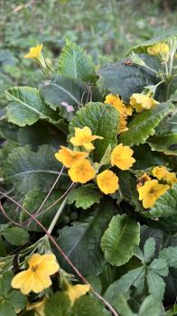 Primula ×polyantha