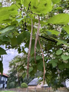 Catalpa ovata