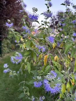 Caryopteris clandonensis