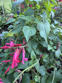 Salvia elegans