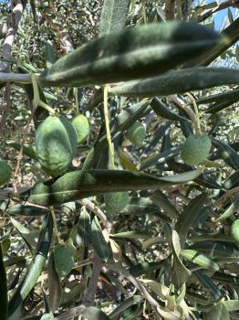 Olea europaea