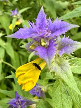 Melampyrum nemorosum