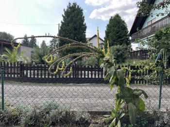 Verbascum densiflorum