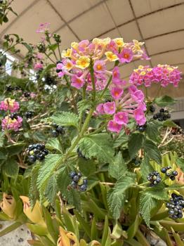 Lantana camara