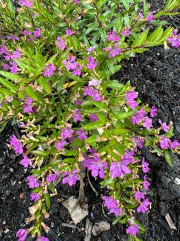 Cuphea hyssopifolia