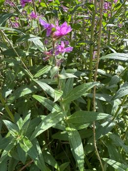Lythrum virgatum