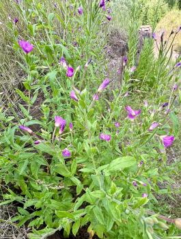 Epilobium hirsutum