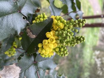 Berberis aquifolium syn. Mahonia aquifolium