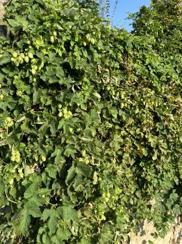 Humulus lupulus