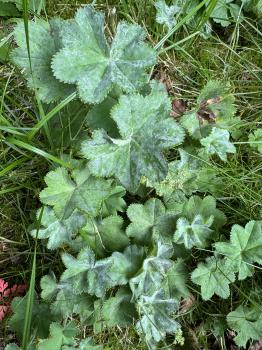 Alchemilla vulgaris