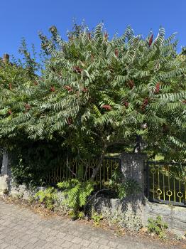 Rhus typhina