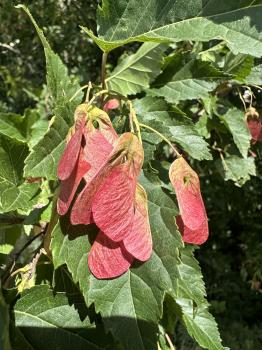 Acer tataricum