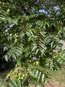 Ailanthus altissima