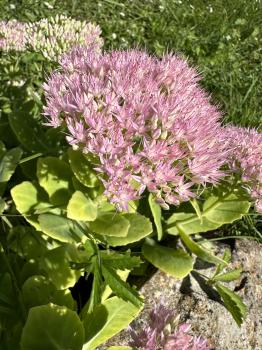 Hylotelephium spectabile