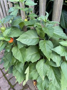 Alkekengi officinarum