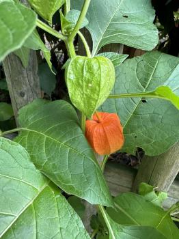 Alkekengi officinarum